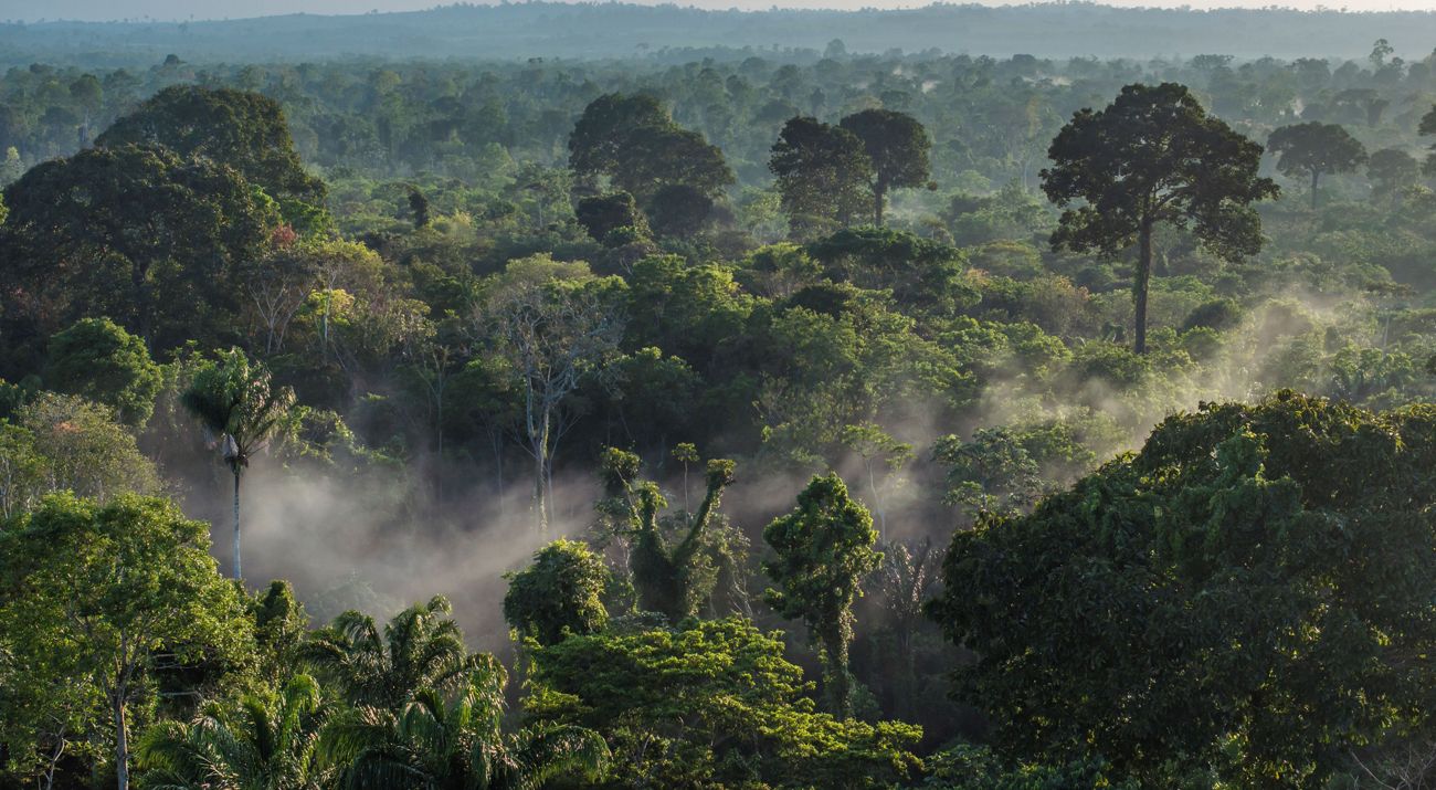 Aerial view of amazon rainforest. 