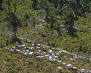 Grazing herd in the Amazon. 