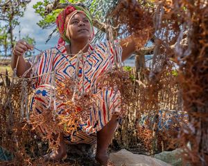 A woman sits on a rock, holding a rope covered in seaweed seedlings in both hands.