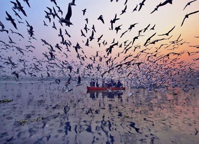 Hundreds of sea birds flock around a small red canoe filled with people on a body of water at sunset.