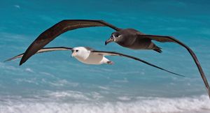 An albatross pair in flight.