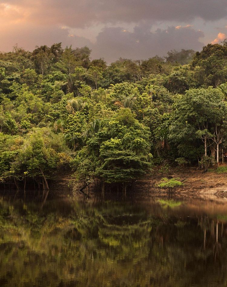 Amazon river and shoreline view. 