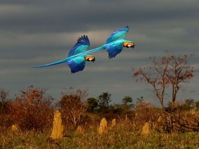 Ararás flying over the Cerrado. 