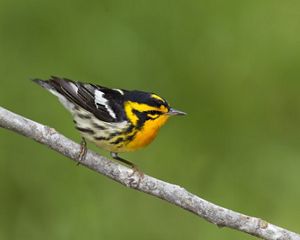 A male Blackburnian warbler perched on a branch against a green background.