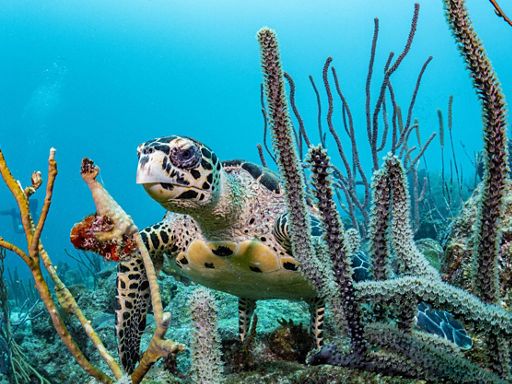 A hawksbill sea turtle swims on a coral reef.