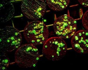 A closeup of bright coral beginning to grow on substrate. 