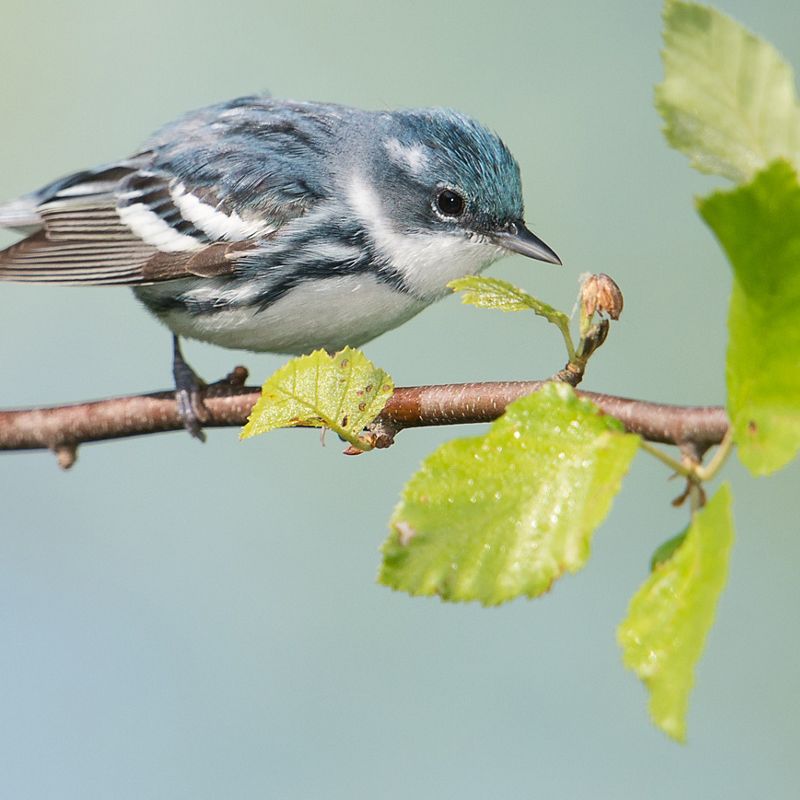 A blue Cerulean Warbler sits on a small tree branch with green leaves.