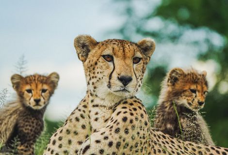 Three cheetahs.