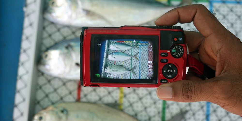 A hand holding a camera to take a photo of three fish on a tray.