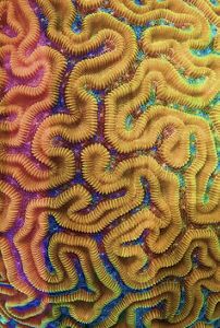 A photograph provides a close up view of yellow coral.