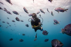 A scuba diver swims underwater while surrounded by fish.