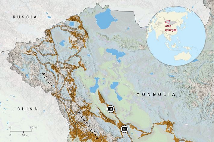 A map of Mongolia showing snow leopard habitat in the western edge of the country.