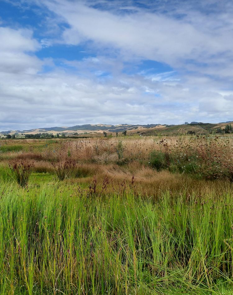 View of wetland in New Zealand