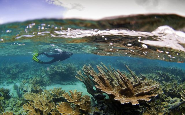 Coral diving