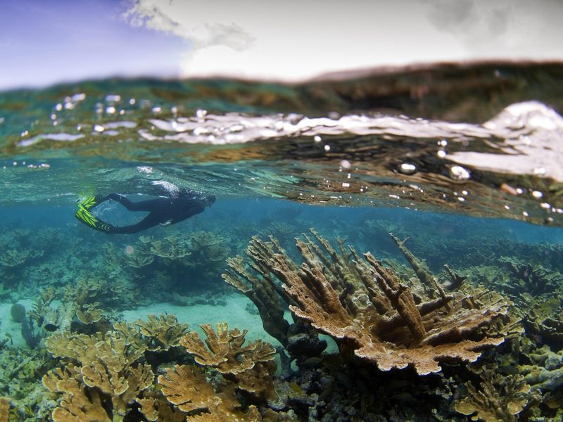 Coral diving