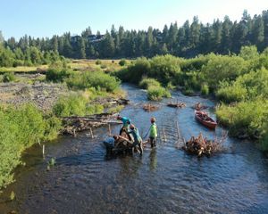 Four people in orange hard hats work together to place sticks and logs in a shallow river.