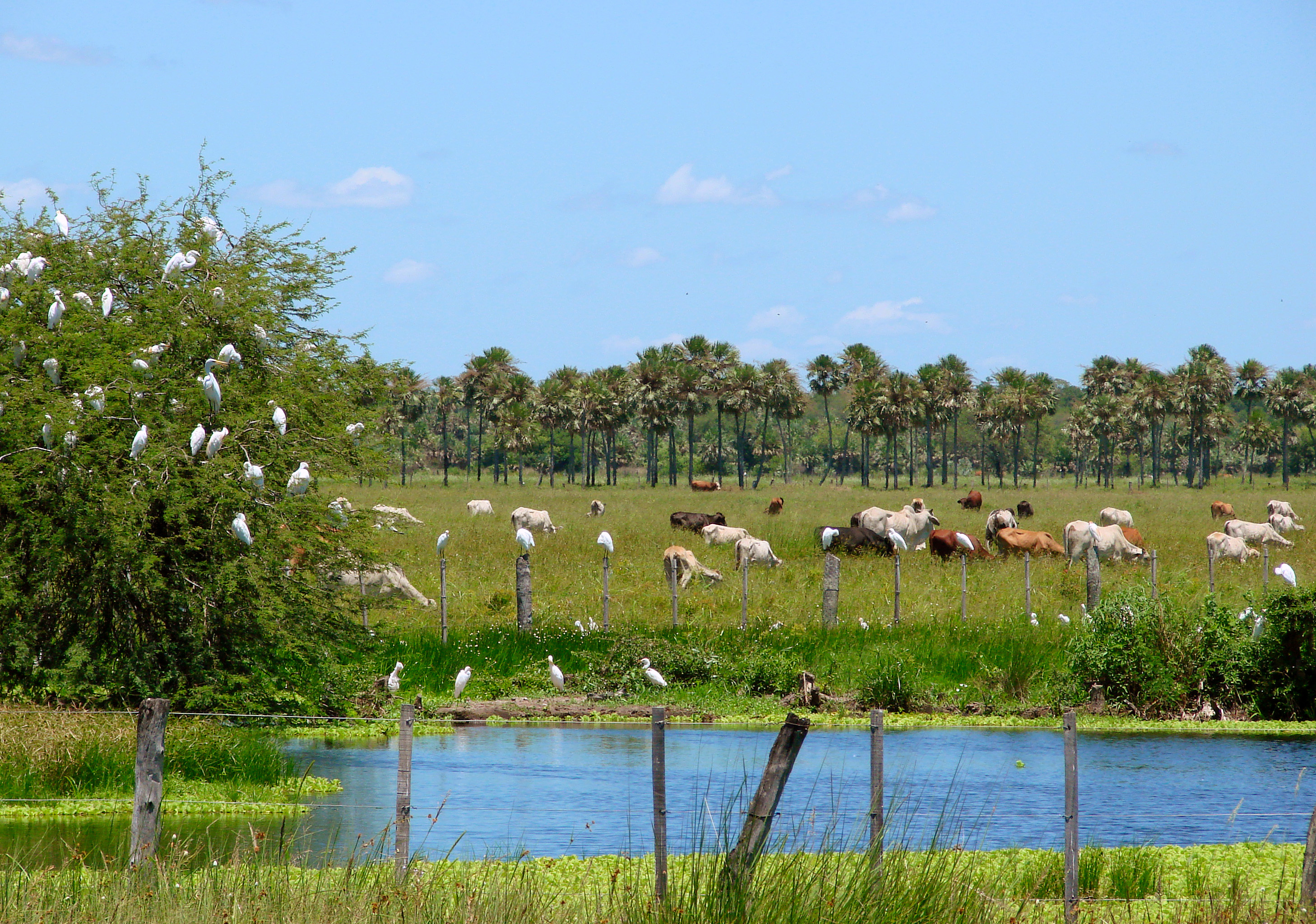 View of a wetland landscape adjacent to a field.
