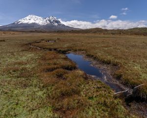 Paluguillo, Quito, Ecuador. 