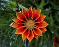 a bright orange flower in full bloom.