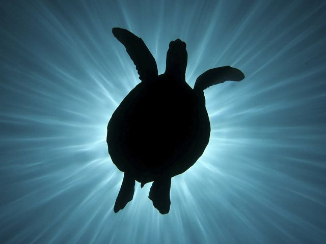 A female green sea turtle perfectly blocks the sun out while on a drift dive in Palau.