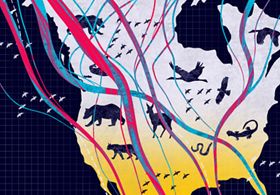 Illustration showing North America with lines across it and silhouettes of different animals, simulating their migration patterns.
