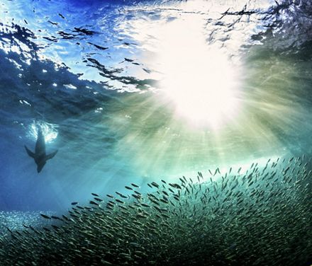 A sea lion hunts among a school of fish.