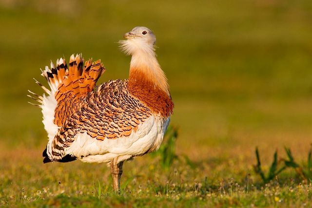 A small white and orange bird with a fanned tail stands in an open field.