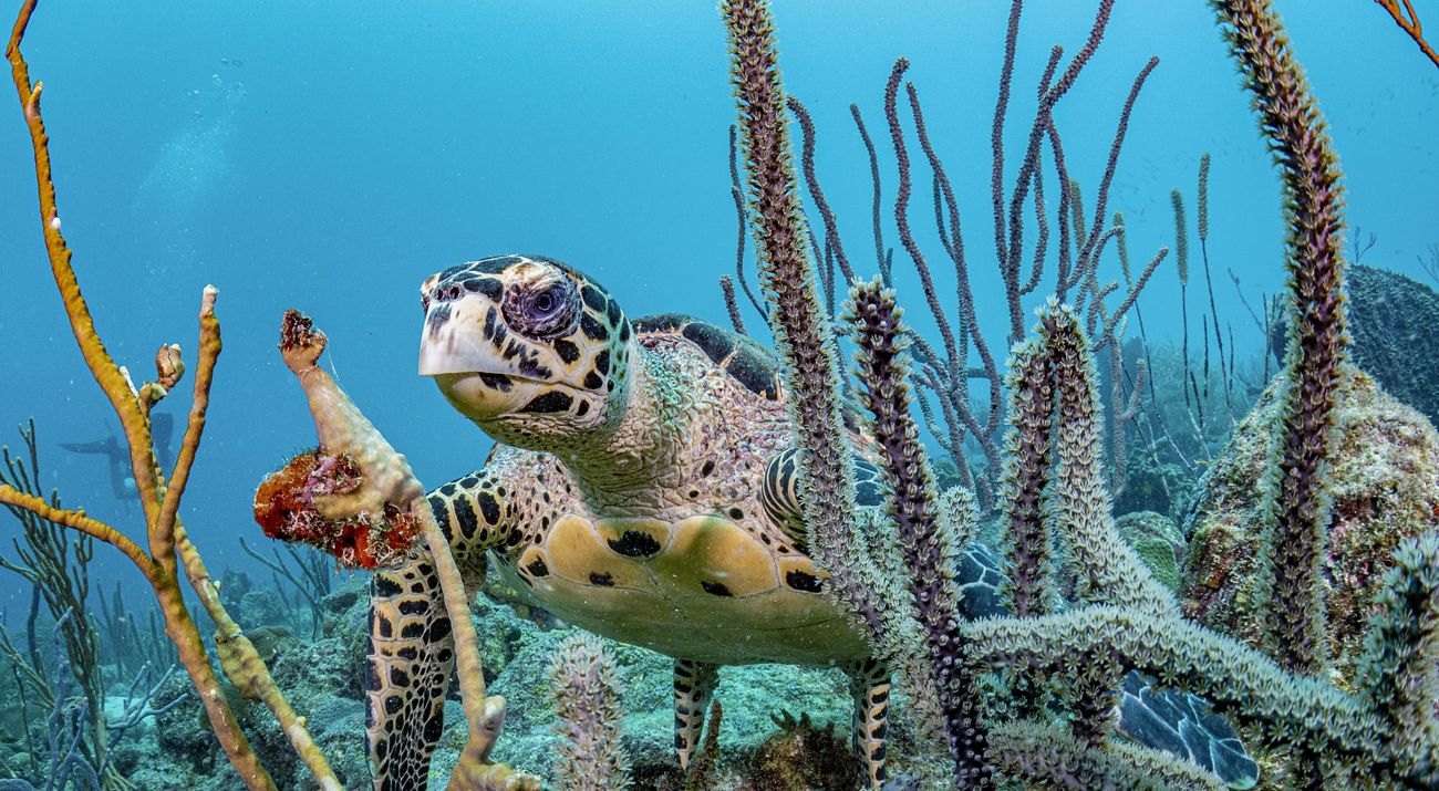 A hawksbill sea turtle swims among the coral reef in Barbados.
