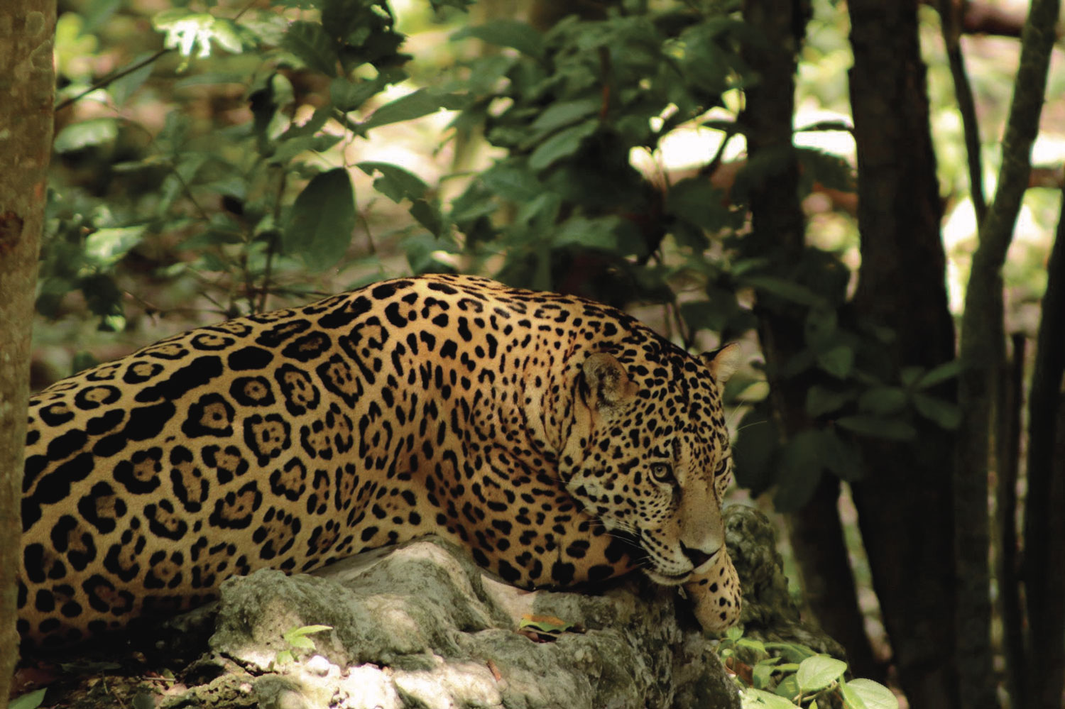 a jaguar resting on a tree root.