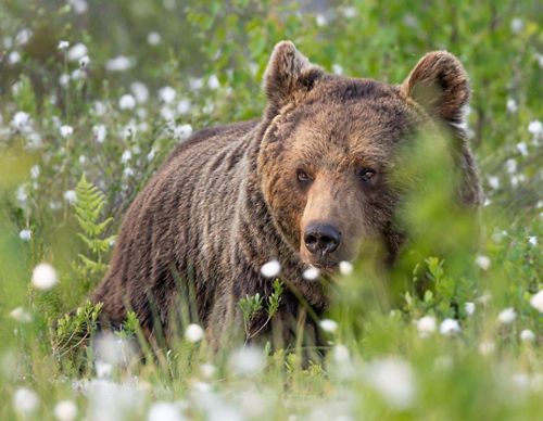Brown bear amongst cotton grass and flowers in a field.