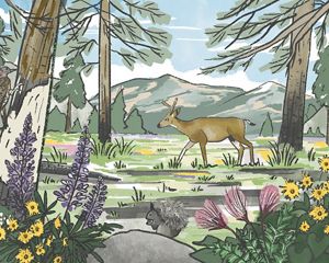 Illustration of a forest featuring different wildlife, including a squirrel, bird and deer.