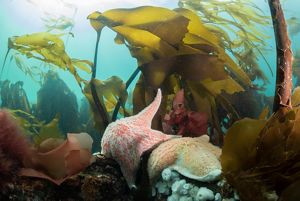 Sea stars and kelp are situated at the bottom of clear ocean waters.