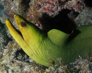 a green moray eel popping out of its cove.