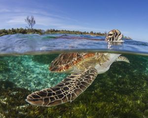 A young green turtle surfaces for a breath of air.