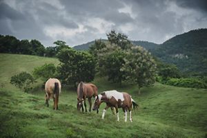 Three horses roam and dine on green grass with trees and a cloudy sky in the background.