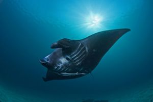 Manta ray underwater. 