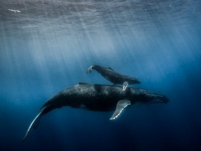 a whale and her calf.