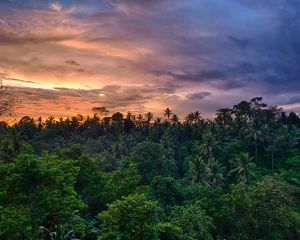 a colorful sunset over a lush tropical forest