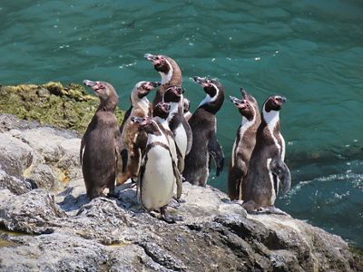 A group of Humboldt penguins at the water's edge. 