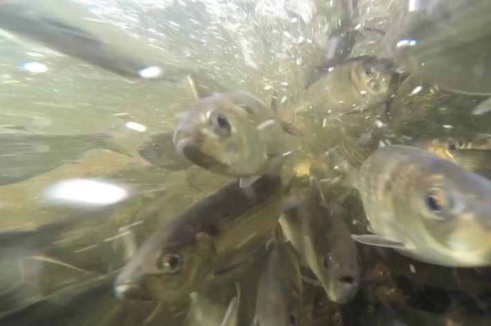 A school of river herring swimming upstream