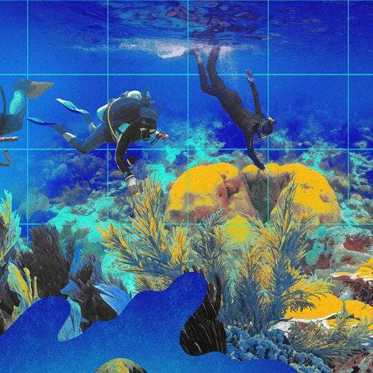 Divers work to restore coral reefs.