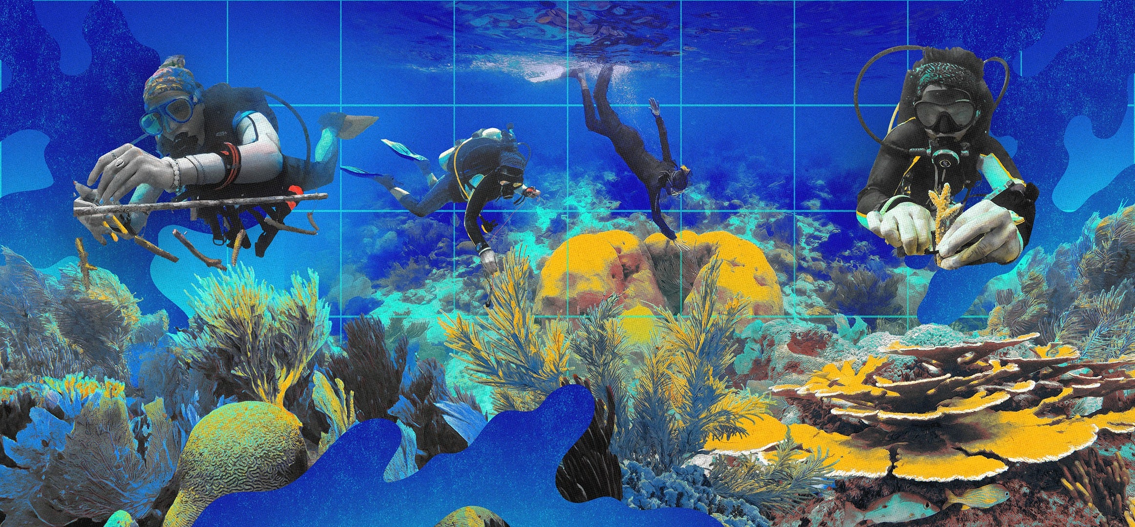 Divers work to restore coral reefs.