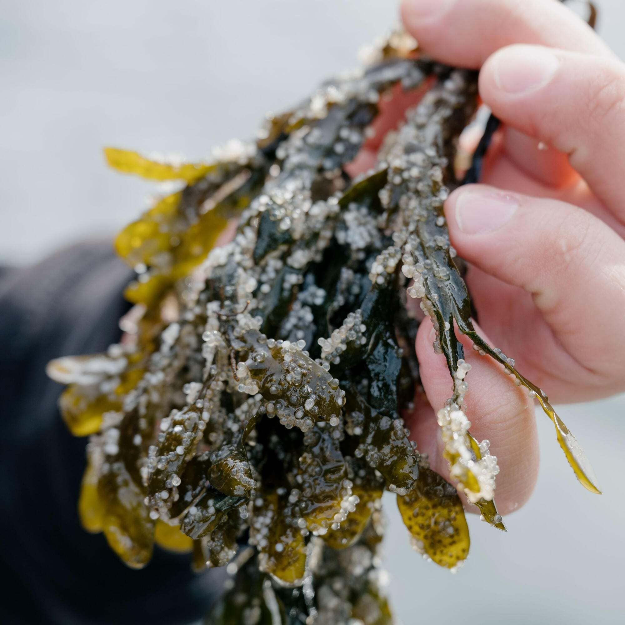 A hand holds a piece of kelp with herring spawn.