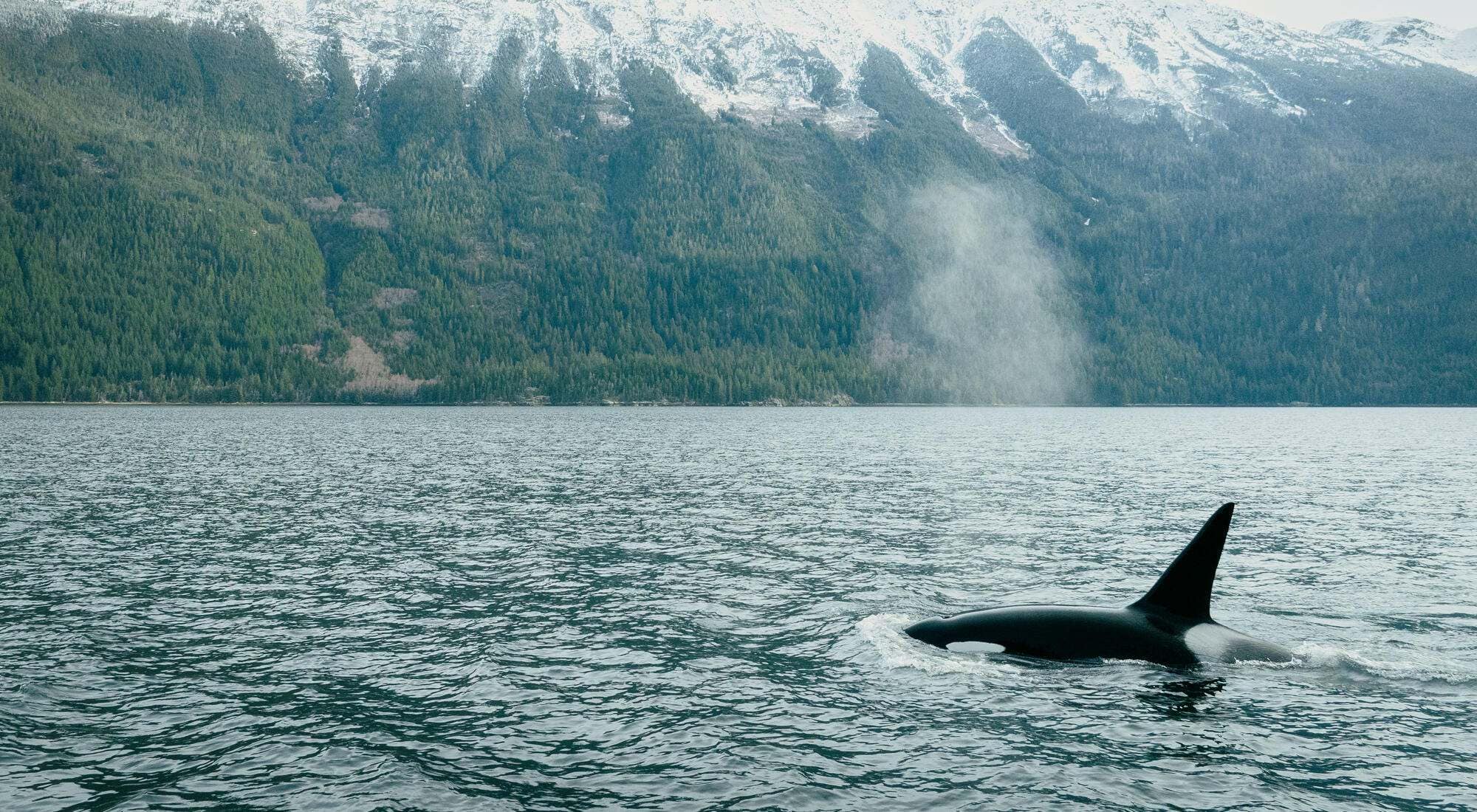 Mist is visible above the blowhole of an orca as it swims along South Bentnick Arm near Bella Coola.