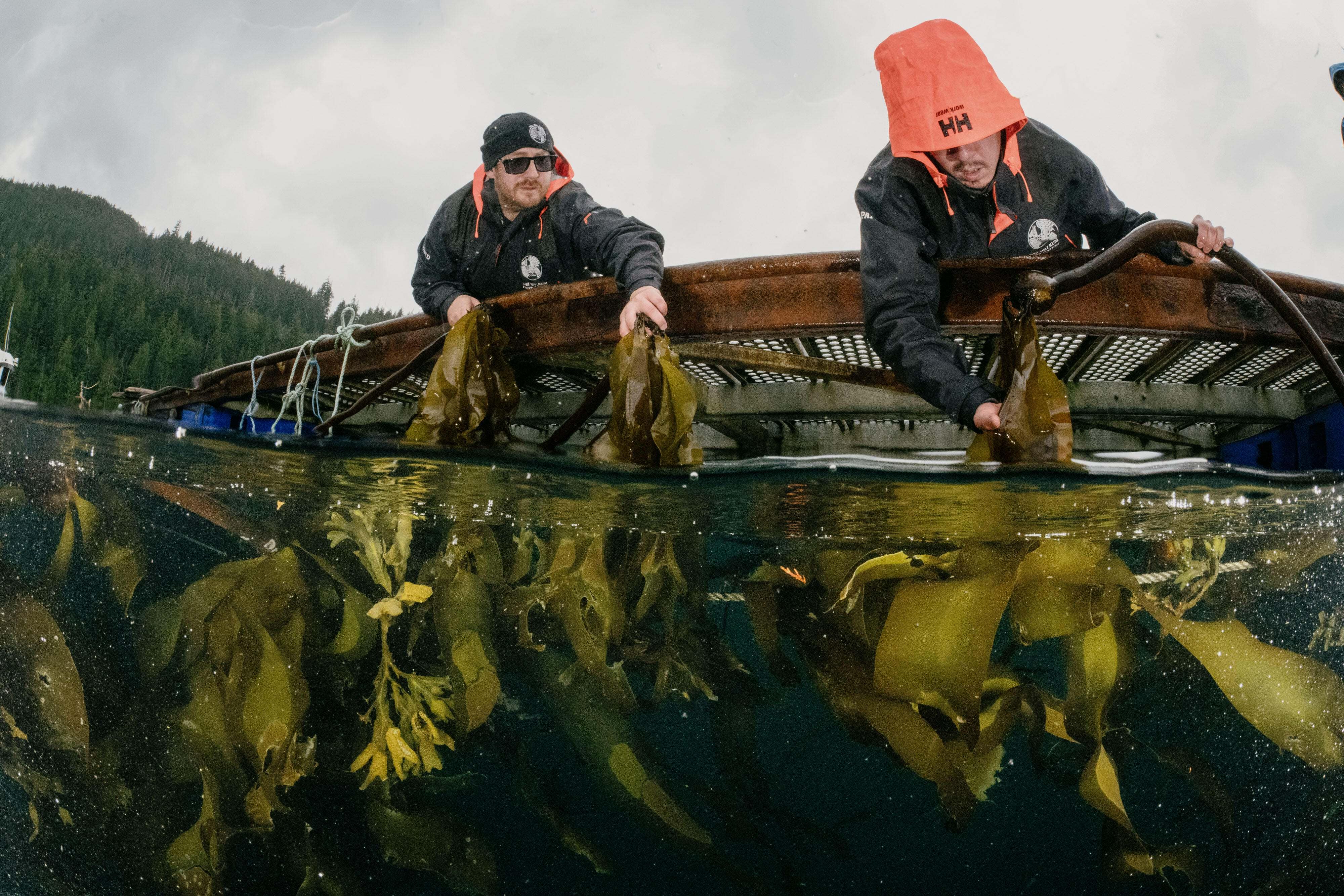 Wei Wai Kum Guardians Payton Wilson-Wells, Ivan Dick and Samuel 'Joey' Riveau inspect bull kelp at a kelp farm newly established by the Wei Wai Kum Nation.