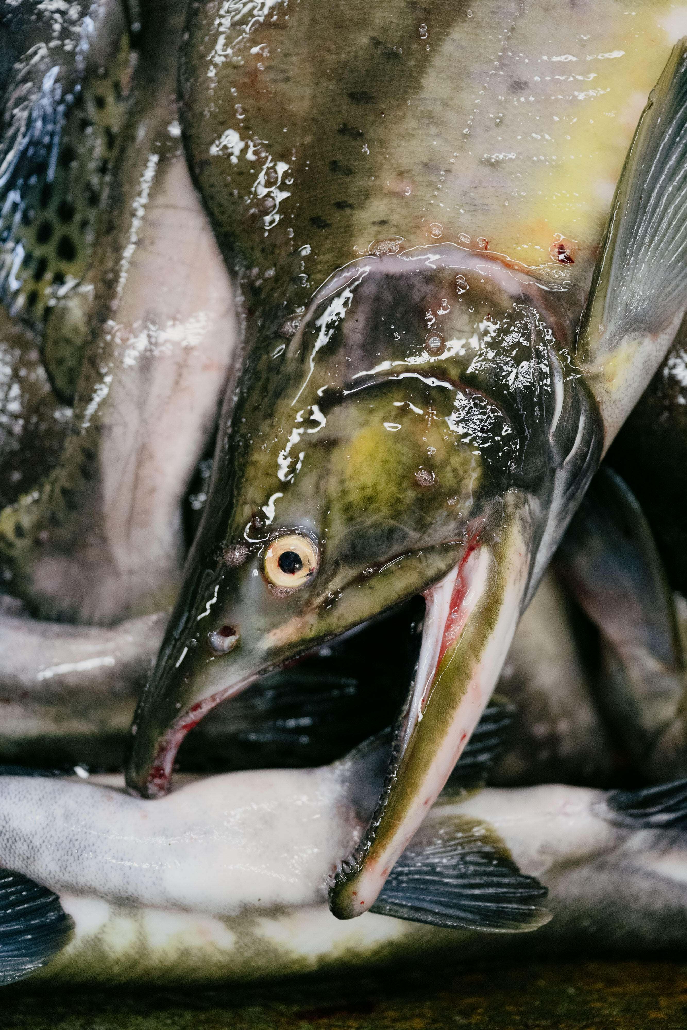 Male salmon, after having their milt collected at the Quinsam Hatchery, in Campbell River, Canada.