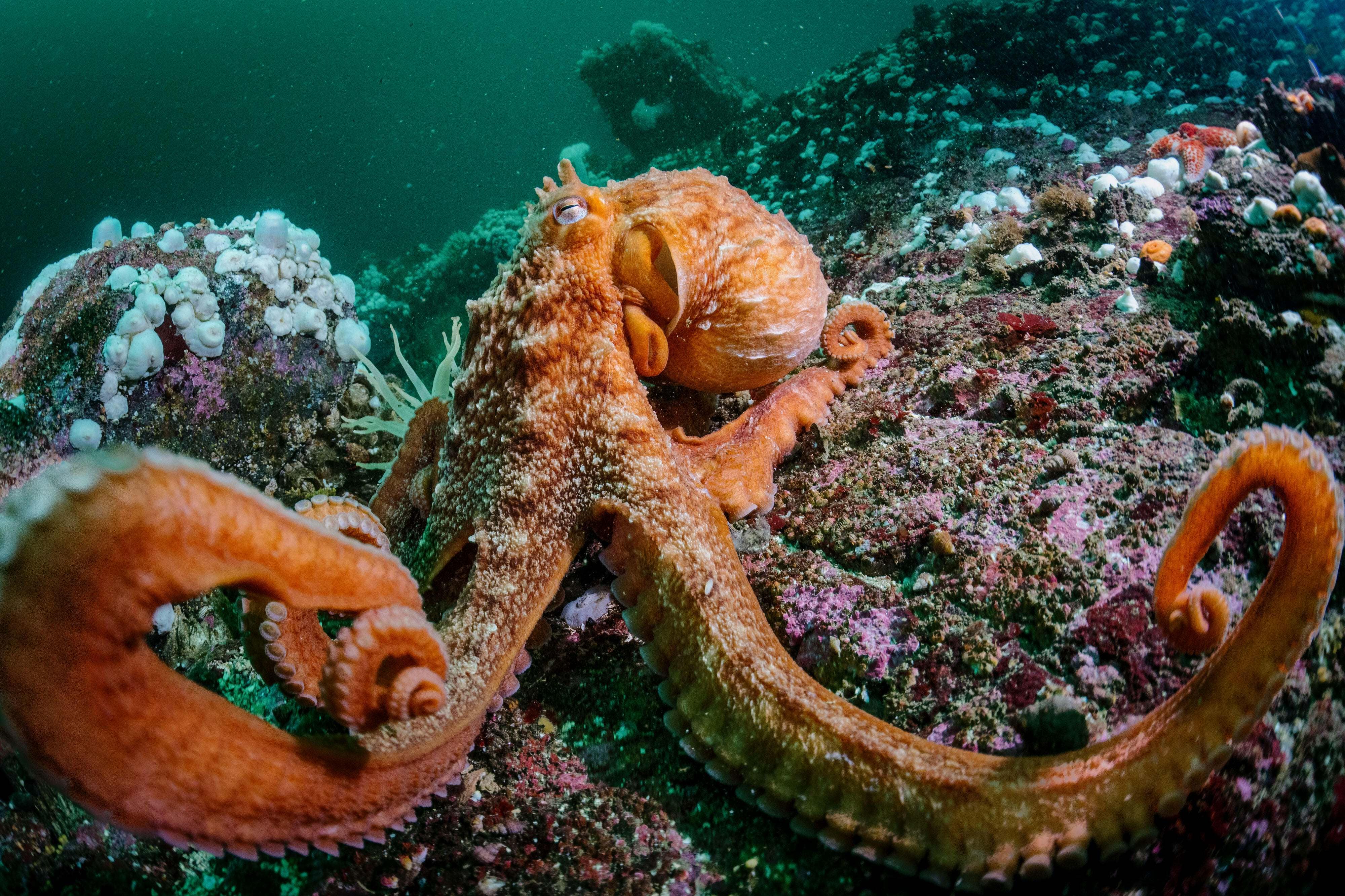 A giant Pacific octopus (Enteroctopus dofleini) ventures out into the open reef to hunt.