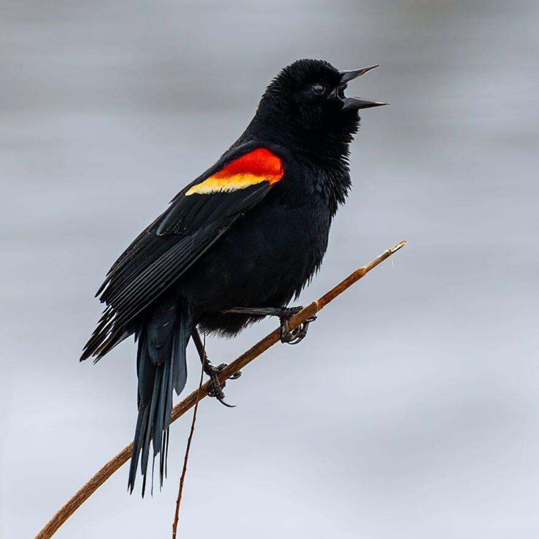A male red-winged blackbird singing.