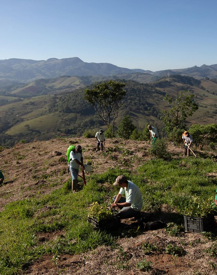 Tree planting in Mantiqueira, Brazil.