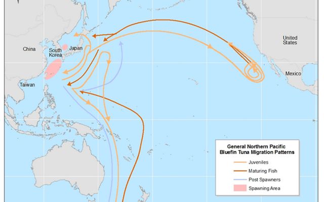 Map showing the migration path of tuna from spawning grounds in the Sea of Japan to the coast of California in the US.